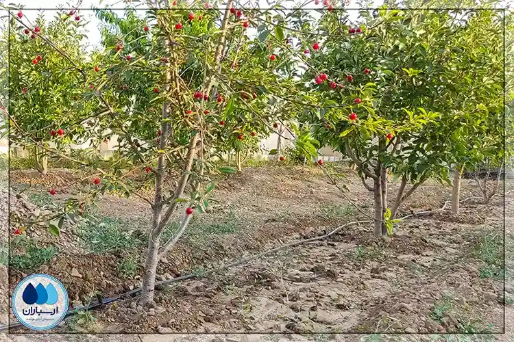 طراحی و اجرای آبیاری قطره‌ای باغ میوه در منطقه آبسرد دماوند.